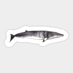 Minke whale Balaenopetra acutorostrata Sticker